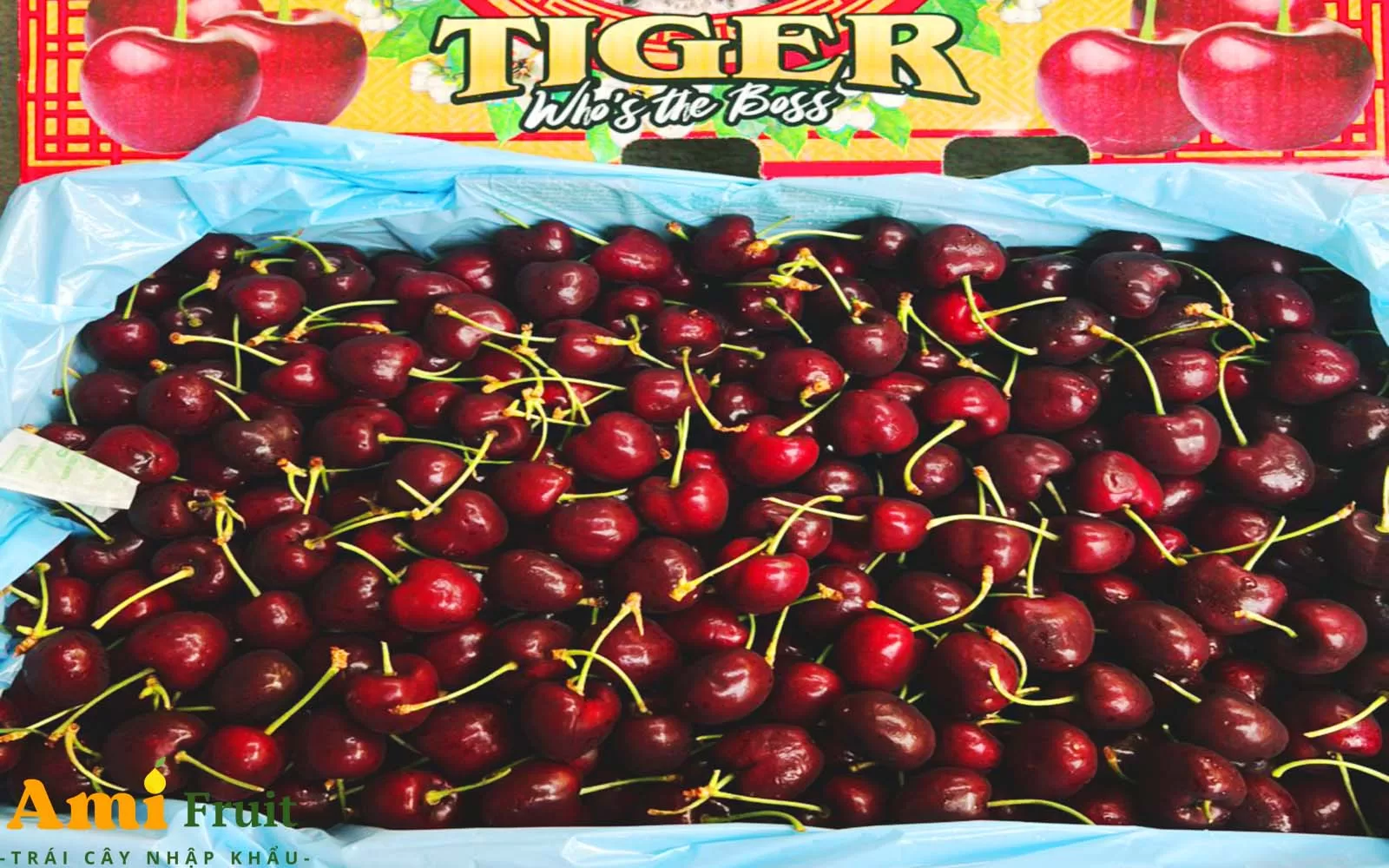 cherry tiger mỹ