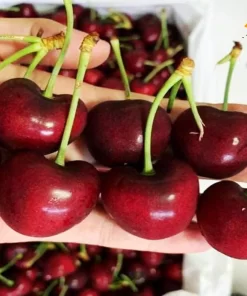 cherry chuông mỹ