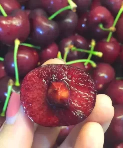 cherry chuông mỹ